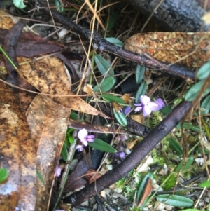 Hovea heterophylla at Paddys River, ACT - 3 Oct 2021 09:21 AM