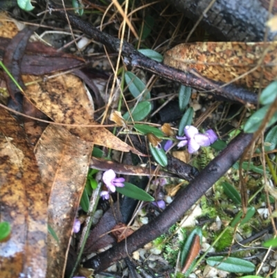 Hovea heterophylla (Common Hovea) at Tidbinbilla Nature Reserve - 2 Oct 2021 by Ned_Johnston