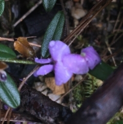 Hovea heterophylla at Paddys River, ACT - 3 Oct 2021 09:21 AM