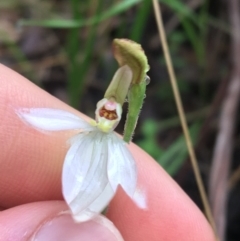 Caladenia carnea (Pink Fingers) at Paddys River, ACT - 3 Oct 2021 by NedJohnston