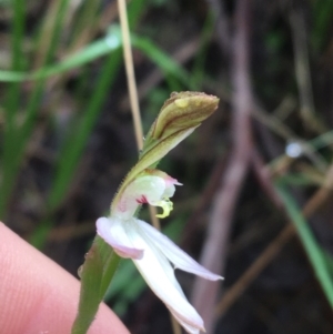 Caladenia carnea at Paddys River, ACT - suppressed