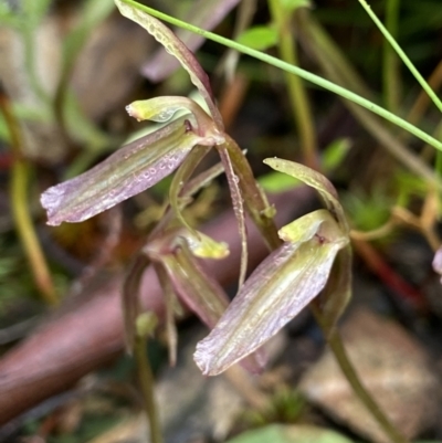Cyrtostylis reniformis (Common Gnat Orchid) at Black Mountain - 2 Oct 2021 by AJB