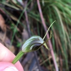 Pterostylis pedunculata (Maroonhood) at Paddys River, ACT - 2 Oct 2021 by Ned_Johnston