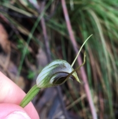 Pterostylis pedunculata (Maroonhood) at Tidbinbilla Nature Reserve - 2 Oct 2021 by Ned_Johnston