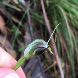 Pterostylis pedunculata at Paddys River, ACT - 3 Oct 2021