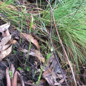 Pterostylis pedunculata at Paddys River, ACT - suppressed