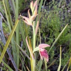 Calochilus platychilus at Downer, ACT - 3 Oct 2021