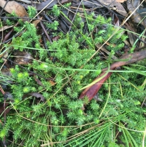 Acrotriche serrulata at Paddys River, ACT - 3 Oct 2021