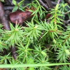 Acrotriche serrulata at Paddys River, ACT - 3 Oct 2021