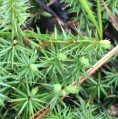 Acrotriche serrulata at Paddys River, ACT - 3 Oct 2021 09:44 AM