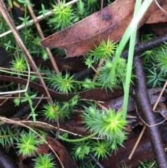 Acrotriche serrulata at Paddys River, ACT - 3 Oct 2021