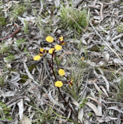 Diuris pardina (Leopard Doubletail) at Mulligans Flat - 3 Oct 2021 by KristineMR