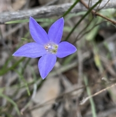 Wahlenbergia capillaris (Tufted Bluebell) at Jerrabomberra, NSW - 3 Oct 2021 by SteveBorkowskis