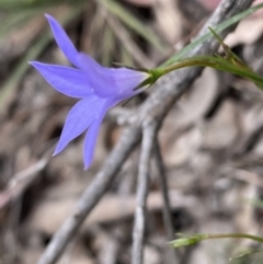 Wahlenbergia capillaris at Jerrabomberra, NSW - 3 Oct 2021