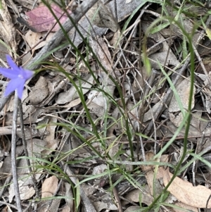 Wahlenbergia capillaris at Jerrabomberra, NSW - 3 Oct 2021