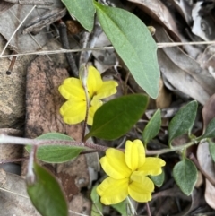 Goodenia hederacea subsp. hederacea (Ivy Goodenia, Forest Goodenia) at Jerrabomberra, NSW - 3 Oct 2021 by SteveBorkowskis