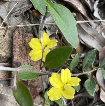 Goodenia hederacea subsp. hederacea (Ivy Goodenia, Forest Goodenia) at Jerrabomberra, NSW - 3 Oct 2021 by SteveBorkowskis