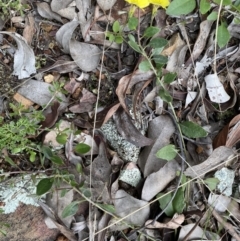 Goodenia hederacea subsp. hederacea at Jerrabomberra, NSW - 3 Oct 2021