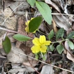 Goodenia hederacea subsp. hederacea at Jerrabomberra, NSW - 3 Oct 2021