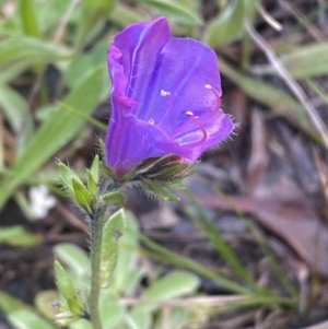 Echium plantagineum at Jerrabomberra, NSW - 3 Oct 2021