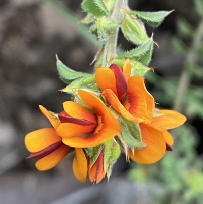 Pultenaea procumbens (Bush Pea) at Jerrabomberra, NSW - 3 Oct 2021 by SteveBorkowskis