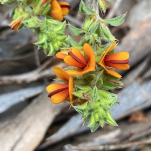 Pultenaea procumbens at Jerrabomberra, NSW - 3 Oct 2021