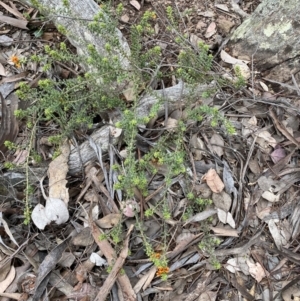 Pultenaea procumbens at Jerrabomberra, NSW - 3 Oct 2021
