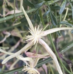 Clematis leptophylla (Small-leaf Clematis, Old Man's Beard) at Jerrabomberra, NSW - 3 Oct 2021 by SteveBorkowskis