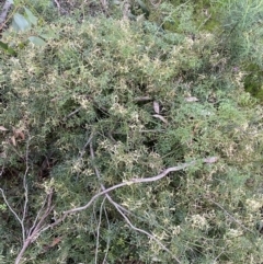 Clematis leptophylla at Jerrabomberra, NSW - 3 Oct 2021