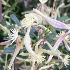 Clematis leptophylla at Jerrabomberra, NSW - 3 Oct 2021