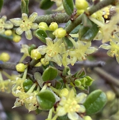 Phyllanthus occidentalis (Thyme Spurge) at Jerrabomberra, NSW - 3 Oct 2021 by SteveBorkowskis