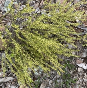 Phyllanthus occidentalis at Jerrabomberra, NSW - 3 Oct 2021