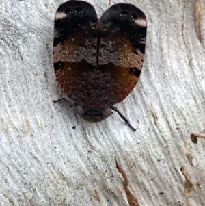 Platybrachys decemmacula at Jerrabomberra, NSW - 3 Oct 2021