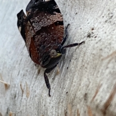 Platybrachys decemmacula at Jerrabomberra, NSW - 3 Oct 2021