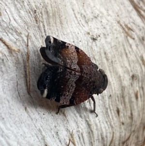 Platybrachys decemmacula at Jerrabomberra, NSW - 3 Oct 2021