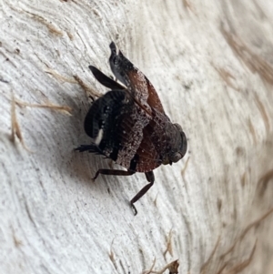 Platybrachys decemmacula at Jerrabomberra, NSW - 3 Oct 2021