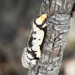 Philobota lysizona (A concealer moth) at Jerrabomberra, NSW - 3 Oct 2021 by SteveBorkowskis