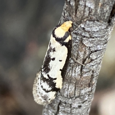 Philobota lysizona (A concealer moth) at Jerrabomberra, NSW - 3 Oct 2021 by SteveBorkowskis