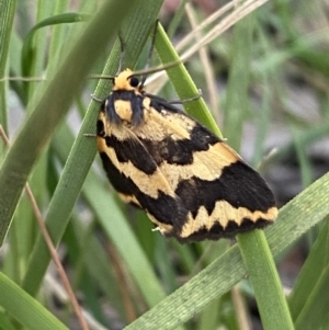 Termessa shepherdi at Jerrabomberra, NSW - 3 Oct 2021