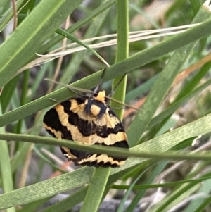 Termessa shepherdi at Jerrabomberra, NSW - 3 Oct 2021