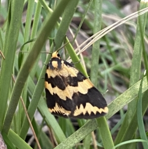 Termessa shepherdi at Jerrabomberra, NSW - 3 Oct 2021