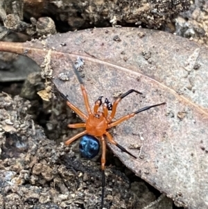 Nicodamus peregrinus at Jerrabomberra, NSW - 3 Oct 2021 04:34 PM