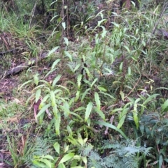 Lomatia myricoides (River Lomatia) at Paddys River, ACT - 3 Oct 2021 by NedJohnston