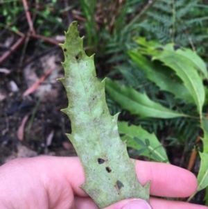 Lomatia myricoides at Paddys River, ACT - 3 Oct 2021