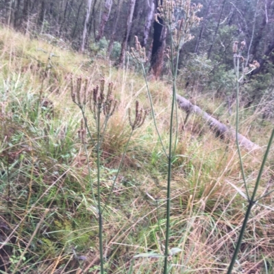 Verbena incompta (Purpletop) at Tidbinbilla Nature Reserve - 2 Oct 2021 by Ned_Johnston