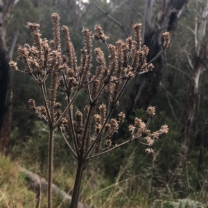 Verbena incompta at Paddys River, ACT - 3 Oct 2021