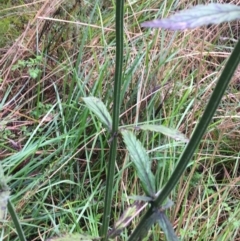 Verbena incompta at Paddys River, ACT - 3 Oct 2021