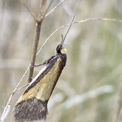 Philobota undescribed species near arabella (A concealer moth) at Namadgi National Park - 2 Oct 2021 by RAllen