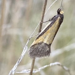 Philobota undescribed species near arabella at Booth, ACT - suppressed