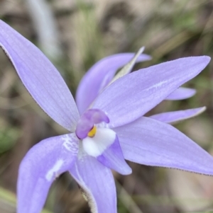 Glossodia major at Stromlo, ACT - 3 Oct 2021